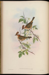 Ixulus occipitalis = Yuhina bakeri de John Gould